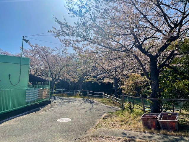 sakura